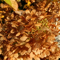 Hortensja bukietowa,kolory jesieni