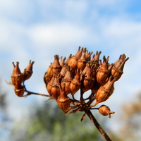 Hortensja bukietowa-nasiona
