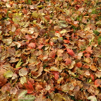 Kolorowe liście  kaliny