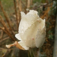 Listopadowa róża