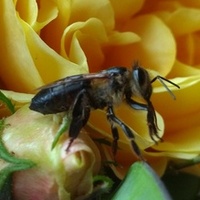 Na ratunek zmokniętej pszczole