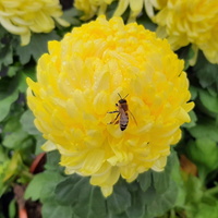 Pszczółka na chryzantemie