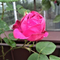 Róża Don Juan - pnąca w zbliżeniu .