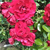 Róża ' Polka - Meitosier ' w zbliżeniu .