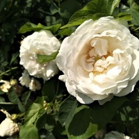 Róża Rebell - Korwegeta w zbliżeniu .