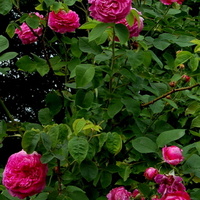 róże różowe