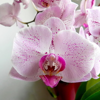 Storczyk-Orchidea