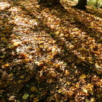 W parku,dywan z liści 
