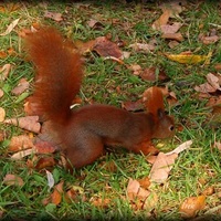 wiewiórka w parku