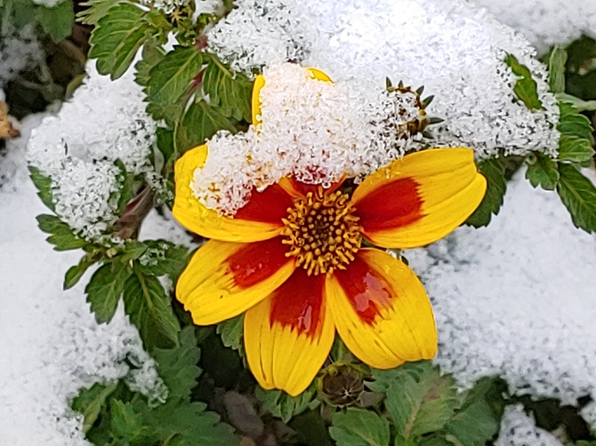 Kwiat otoczony śniegiem :)