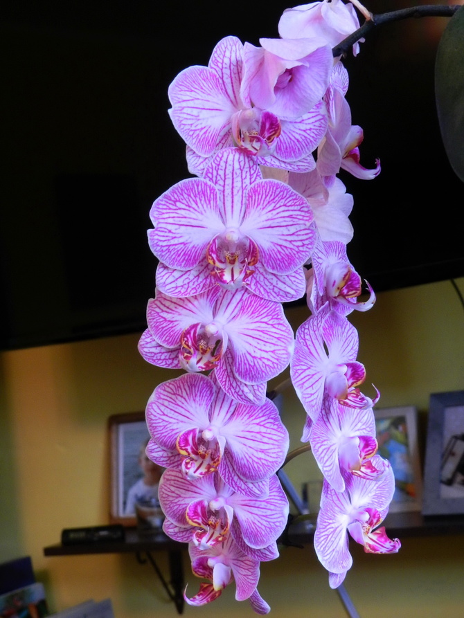 O-Orchidea-Storczyk