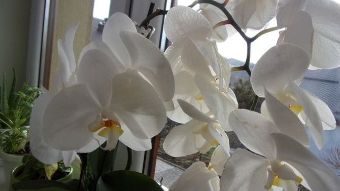 Orchidea na biało.