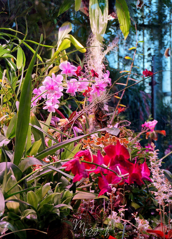 orchidee z gliwickiej palmiarni