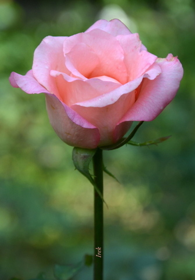 Róża różowa