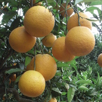 :) Choinka, pomarańcze! :)