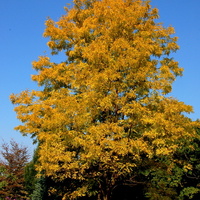 D - drzewo jesienne