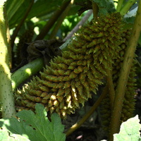 G - gunnera brazylijska (kwiatostan)