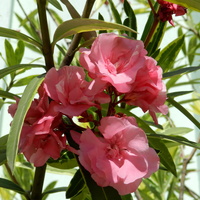 O- Oleander pospolity