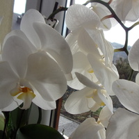 Orchidea na biało.