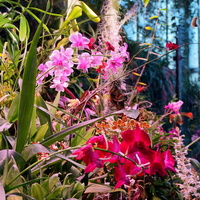 Orchidee Z Gliwickie
