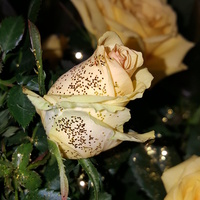 Róża brokatowa...