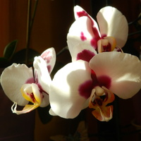 Storczyk-Orchidea
