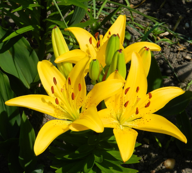 Lilia w żółtym kolorze
