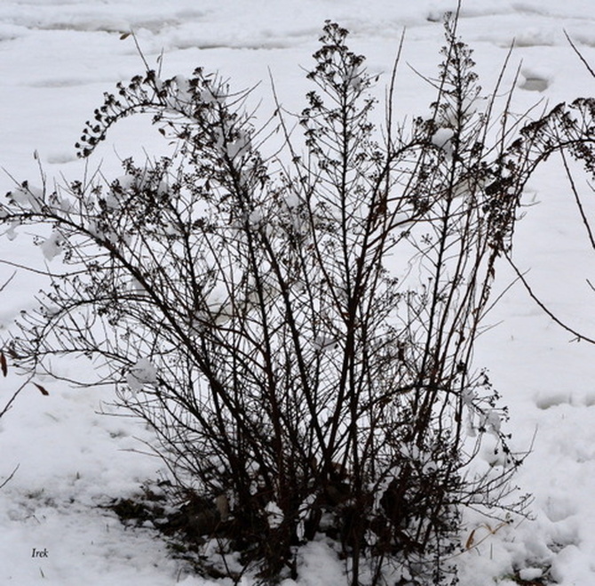 Ś - śnieg i krzew