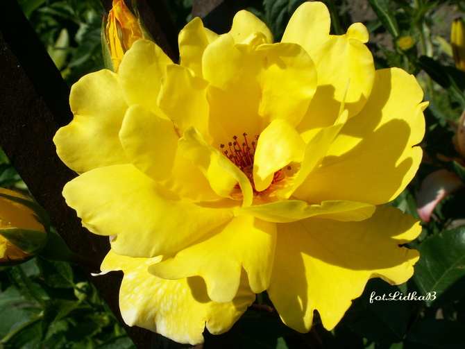 R- Róża rabatowa żółta