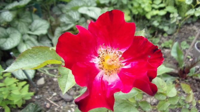 róża hanabi.
