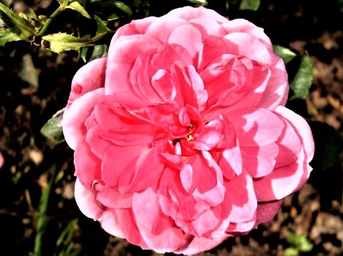  Róża Heleny / rosa helenae /w zbliżeniu .