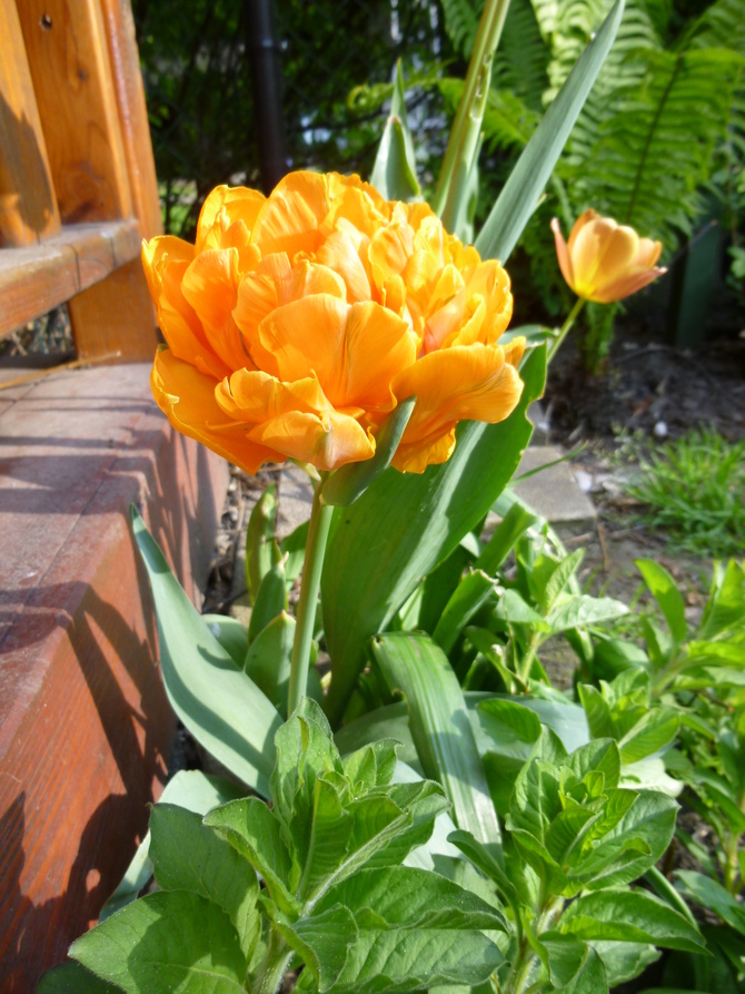 T jak tulipan! :)