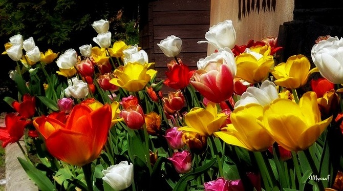 tulipany na finał dnia ☺