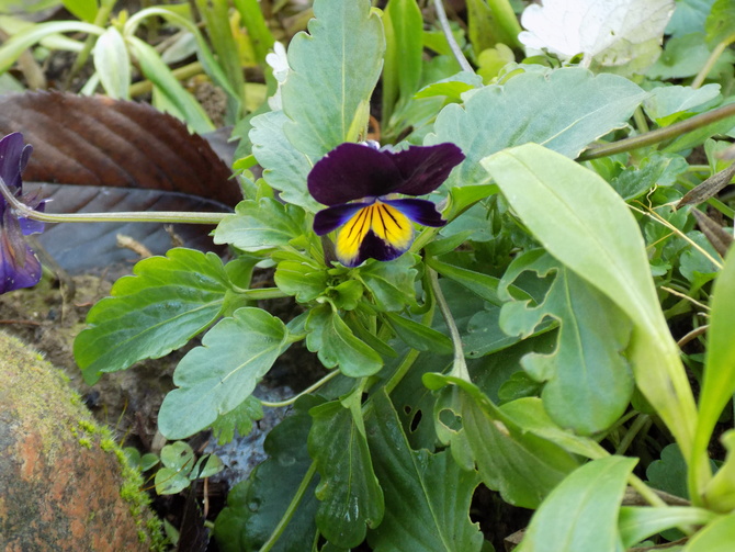 Viola ssp. na dzień dobry :)