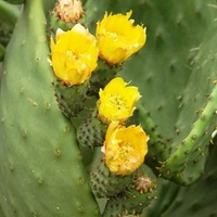 Kaktus w Hiszpanii