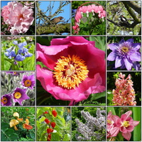 Kwiaty-od wiosny do jesieni