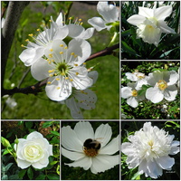 Kwiaty w kolorze białym