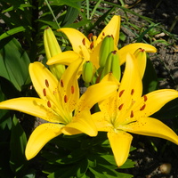 Lilia w żółtym kolorze