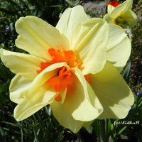 Narcyz,wiosenny kwiat