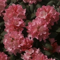 R-jak rododendron