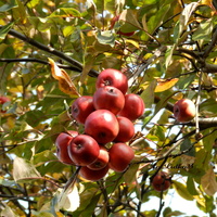 Rajskie jabłka