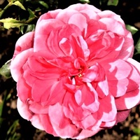  Róża Heleny / Ros