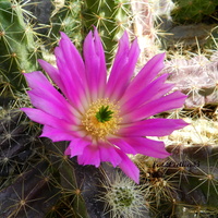 Różowy kwiat kaktusa 