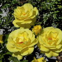 Słoneczne róże