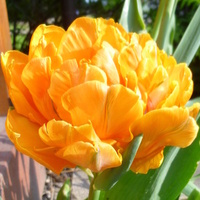 T jak tulipan! :)