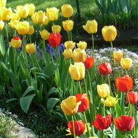 T jak tulipany! ;)