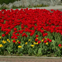 T - Tulipany czerwone
