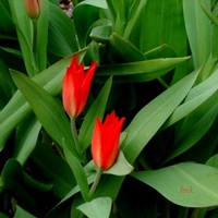 T - tulipany czerwone