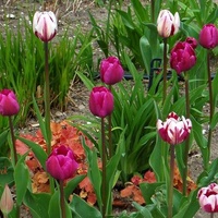 T - tulipany różne