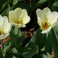 T - tulipany
